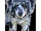 Poodle (Toy) Puppy for sale in Mount Airy, GA, USA