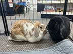 Holly And Wolly, Lop-eared For Adoption In Pottstown, Pennsylvania
