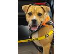 Rico, Labrador Retriever For Adoption In San Antonio, Texas