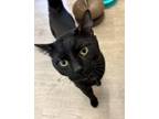 Double Bubble, Domestic Shorthair For Adoption In Downers Grove, Illinois