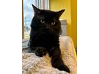 Hubba, Domestic Shorthair For Adoption In Downers Grove, Illinois