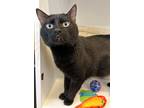 Bubba, Domestic Shorthair For Adoption In Downers Grove, Illinois