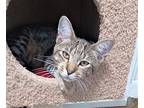Taco, Domestic Shorthair For Adoption In Ft. Lauderdale, Florida