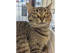 Sal, Tabby For Adoption In Fairborn, Ohio