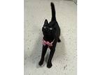 Vale, Domestic Shorthair For Adoption In Pilot Point, Texas