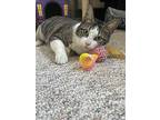 Purdy, Domestic Shorthair For Adoption In Spring Grove, Illinois