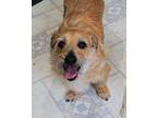 Max, Border Terrier For Adoption In Half Moon Bay, California