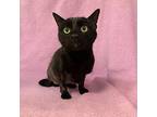 Angel, Domestic Shorthair For Adoption In Grants Pass, Oregon