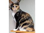 Cleo, Domestic Shorthair For Adoption In The Colony, Texas