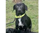 Gus, Labrador Retriever For Adoption In Whitehall, Pennsylvania