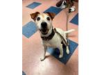 Jack, Jack Russell Terrier For Adoption In Frederick, Maryland