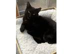 Coco Kitten, Domestic Shorthair For Adoption In Rockaway, New Jersey