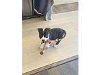 Josie, Boston Terrier For Adoption In Dallas, Texas
