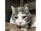 Reno, Domestic Shorthair For Adoption In Palm Springs, California