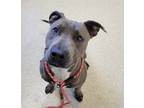 Boss, American Pit Bull Terrier For Adoption In Mount Holly, New Jersey