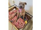 Happy, American Pit Bull Terrier For Adoption In Mount Holly, New Jersey