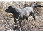 Black Dog, Labrador Retriever For Adoption In Bowdoin, Maine