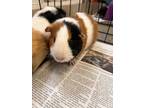 Ferb - Stratford, Guinea Pig For Adoption In Stratford, Ontario