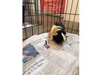 Yolk - Stratford, Guinea Pig For Adoption In Stratford, Ontario