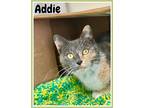 Addie, Willow Grove, Pa (fcid# 01/30/2024-37), Calico For Adoption In