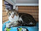 Slimothy, Domestic Shorthair For Adoption In Chicago, Illinois