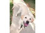 Hudson, Labrador Retriever For Adoption In Lincoln, Nebraska