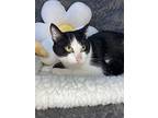 Dylan, Domestic Shorthair For Adoption In Wintersville, Ohio