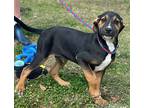 Chocolate, Labrador Retriever For Adoption In Locust Fork, Alabama