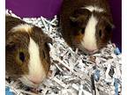 Big Boy & Andre (perfect Pair), Guinea Pig For Adoption In Lincoln, Nebraska