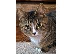 Merida In Ct, Domestic Shorthair For Adoption In East Hartford, Connecticut
