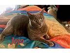 Jojo, Russian Blue For Adoption In Walnut Creek, California