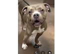 Sioux Falls, American Pit Bull Terrier For Adoption In Pekin, Illinois