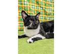 Asher, Domestic Shorthair For Adoption In Payson, Arizona