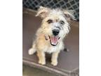 Daisy, Schnauzer (standard) For Adoption In Oakland, New Jersey