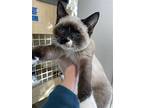 Bat, Siamese For Adoption In Napa, California