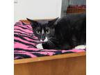 Pointer, Domestic Shorthair For Adoption In Carsonville, Michigan