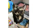 Laurelton, Domestic Shorthair For Adoption In Madison, New Jersey