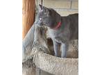 Rudy, Russian Blue For Adoption In New Port Richey, Florida