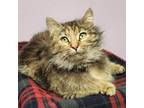 Baguette, Domestic Longhair For Adoption In Marshfield, Wisconsin