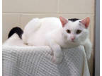 Churro, Domestic Shorthair For Adoption In Ann Arbor, Michigan