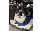 Cash, Domestic Shorthair For Adoption In Rockville, Maryland