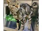 Lindsay, Domestic Shorthair For Adoption In North Wilkesboro, North Carolina