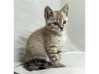 Kitten Sahara, Domestic Mediumhair For Adoption In Franklin, Tennessee