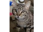 Sky, Domestic Shorthair For Adoption In Drasco, Arkansas