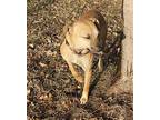 Linda, Terrier (unknown Type, Medium) For Adoption In Brooklyn Center, Minnesota