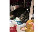 Butterfly, Domestic Shorthair For Adoption In Pleasanton, California