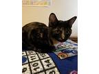 Amber Rose24, Domestic Shorthair For Adoption In Youngsville, North Carolina