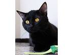 Greta, Domestic Shorthair For Adoption In Chicago, Illinois