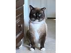 Moonlight, Siamese For Adoption In Spring, Texas