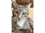 Charley Boy, Domestic Shorthair For Adoption In Spring, Texas